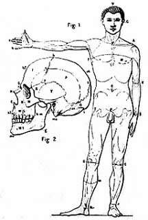 Disegno anatomico ottocentesco