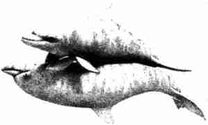Accoppiamento di delfini. Illustrazione tratta dal libro _Animal exuberance_, qui di seguito recensito