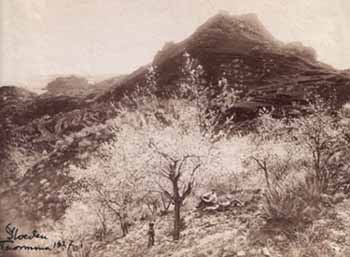 Wilhelm von Gloeden - Mandorli in fiore