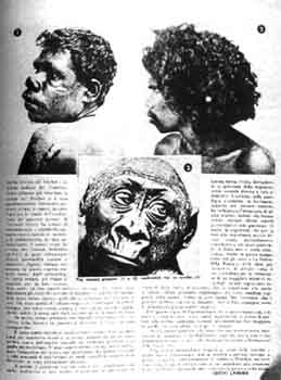 Confronto tra gorilla e razze nere, inferiori. Da ''La difesa della razza''.
