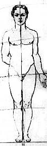 proporzioni del corpo dell'adulto